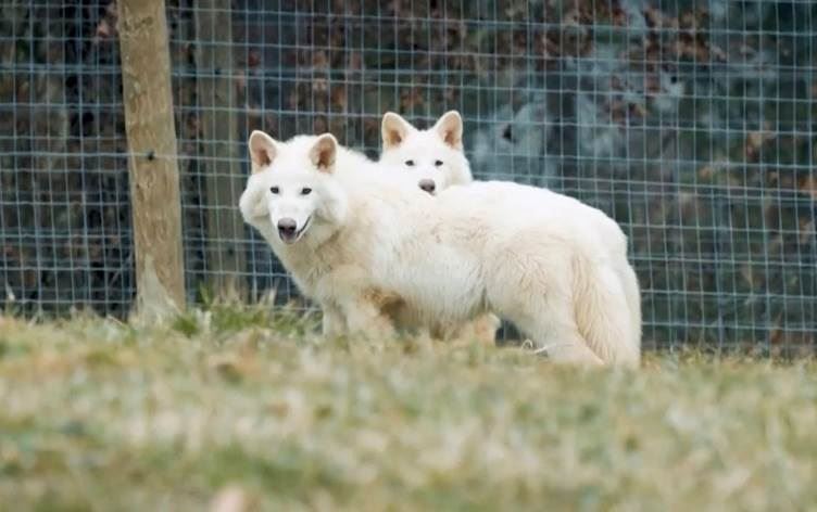 Gurên hov / Wêne: Reuters