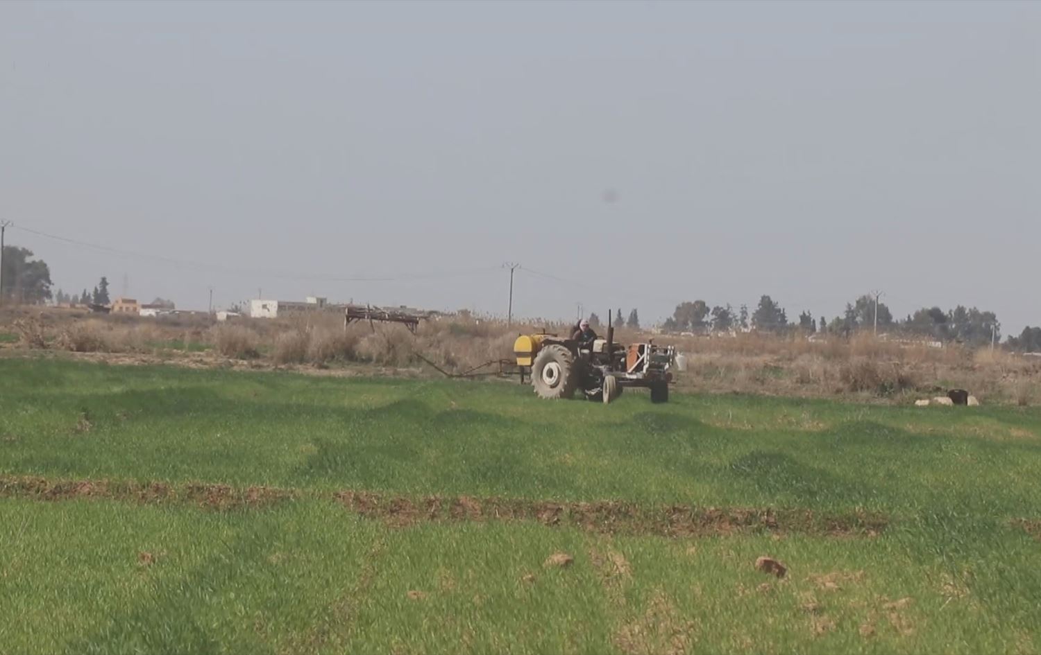 Cotkarekî Rojava zeviya xwe derman dike /Wêne: Ji vîdeoyê