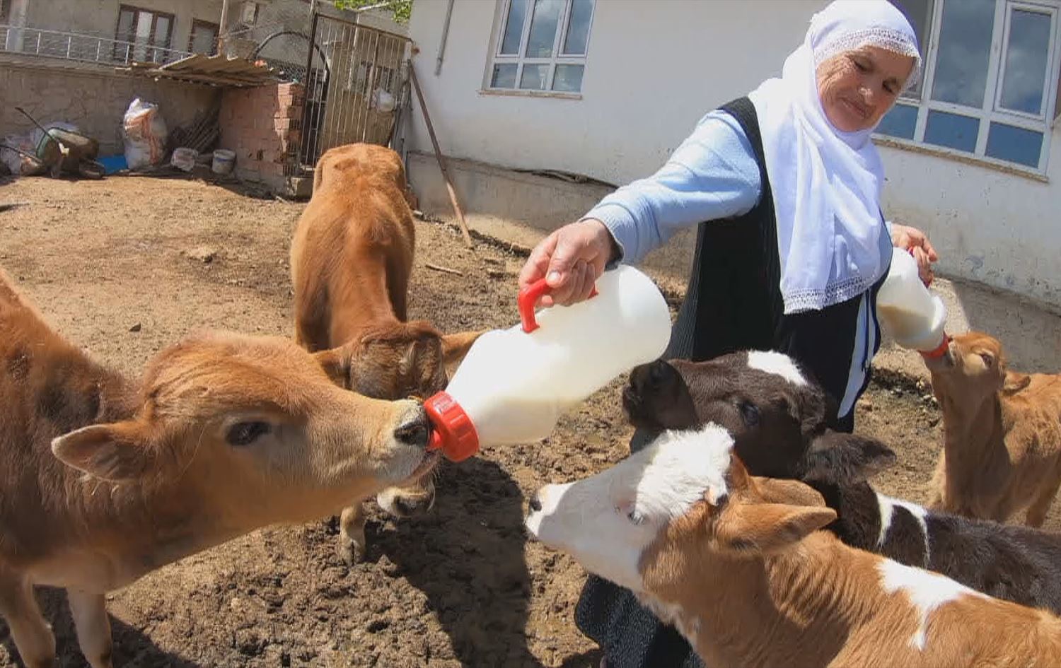 Ziyawer Turan şîr dide golikan /Wêne: Rûdaw 