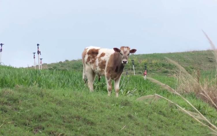 DİYARBAKIR - Firari buzağı 8 aydır eve geri dönmüyor. / Video alıntısı / Rûdaw