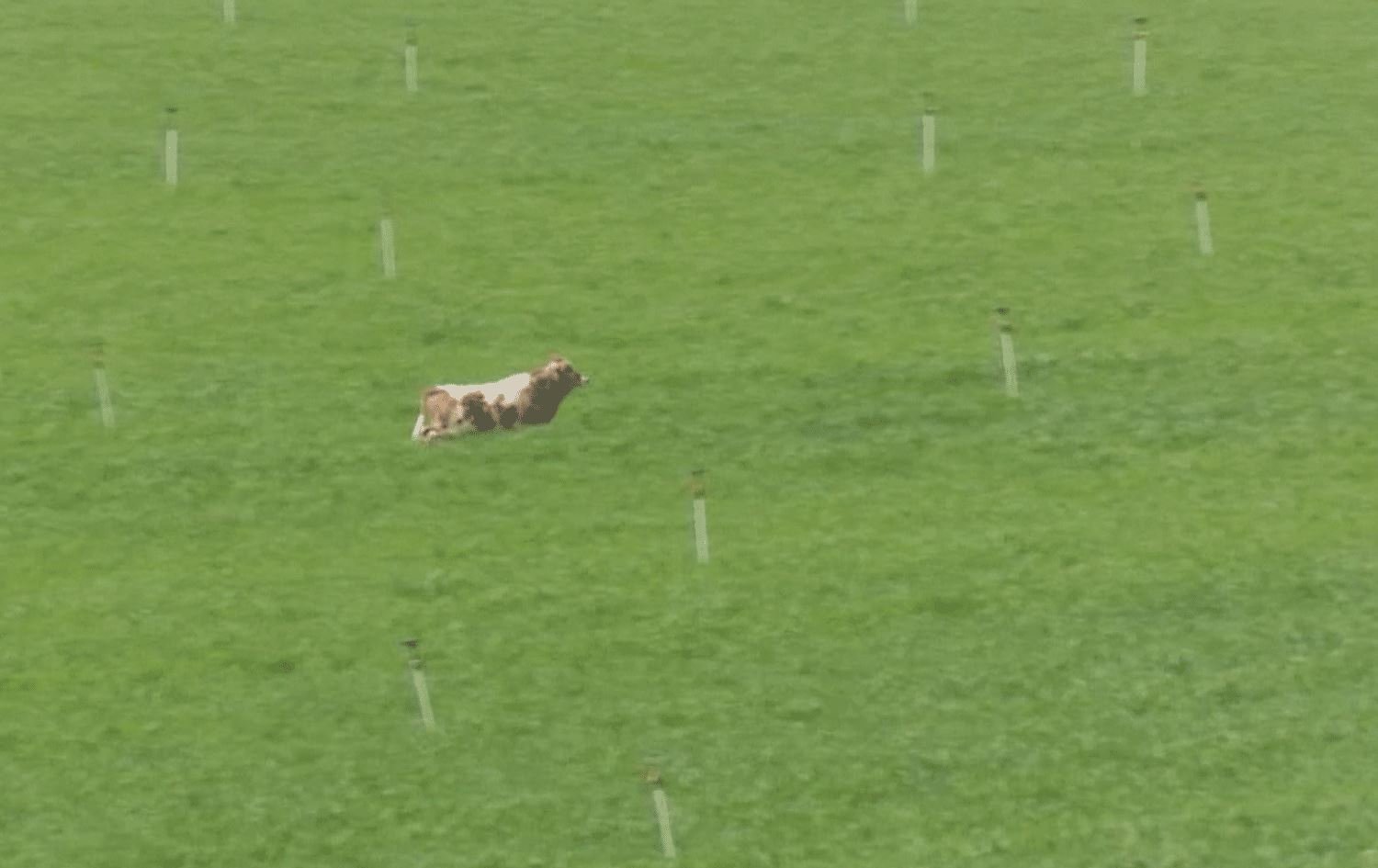 لە ئاژەڵی ماڵییەوە بۆ کێوی؛ چیرۆکی ئەو گوێرەکەیەی لە ئامەد 8 مانگە بە کەس ناگیرێتەوە