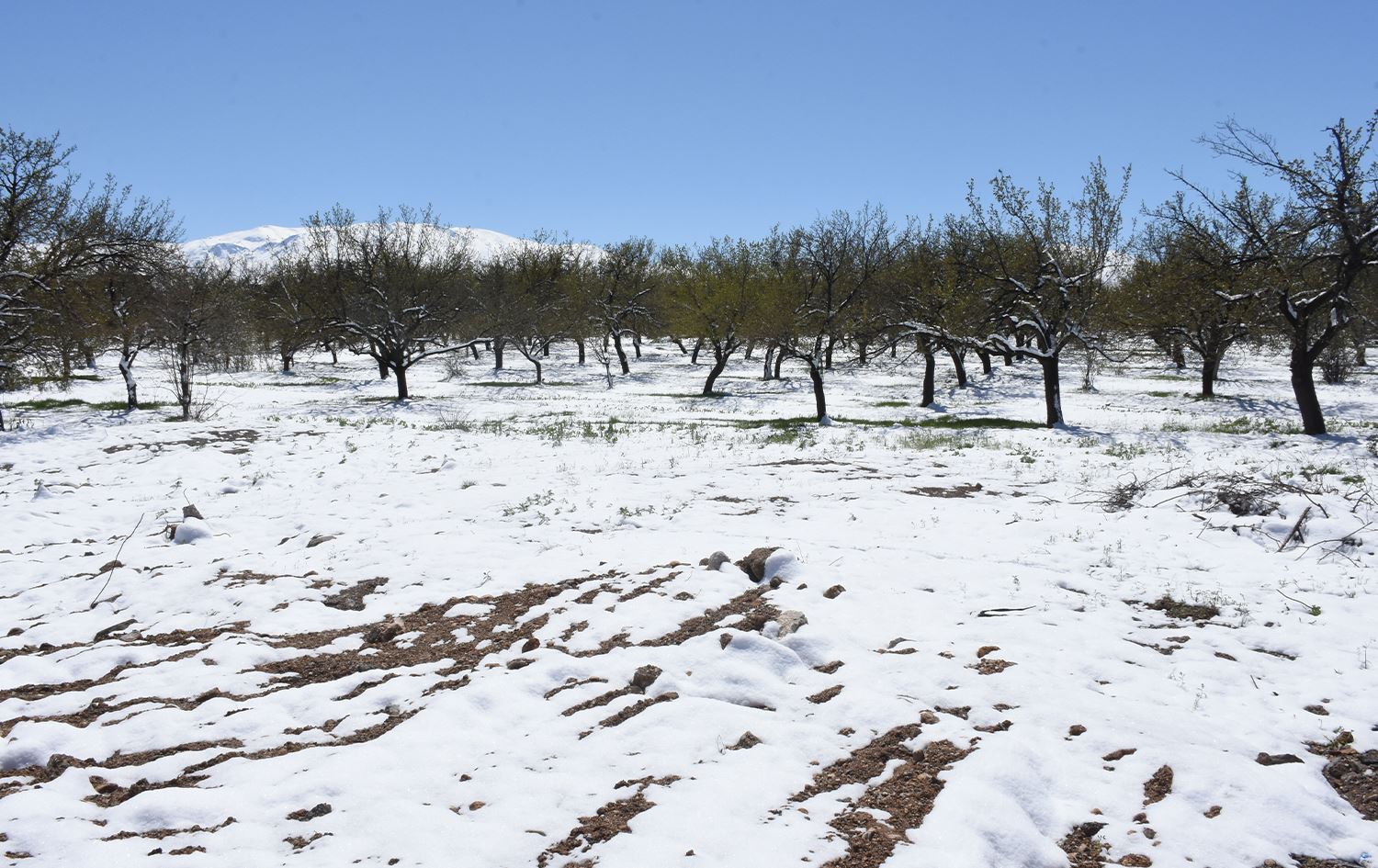 Baxçeyekî mişmişan /Wêne: AA