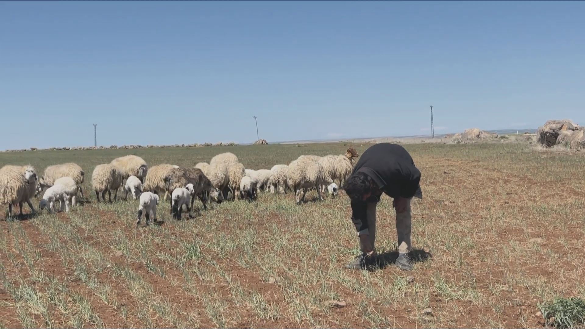 Cotkar û ajeldaran zerereke mezin dît / Wêne: Ji ber dîmenan, Rûdaw