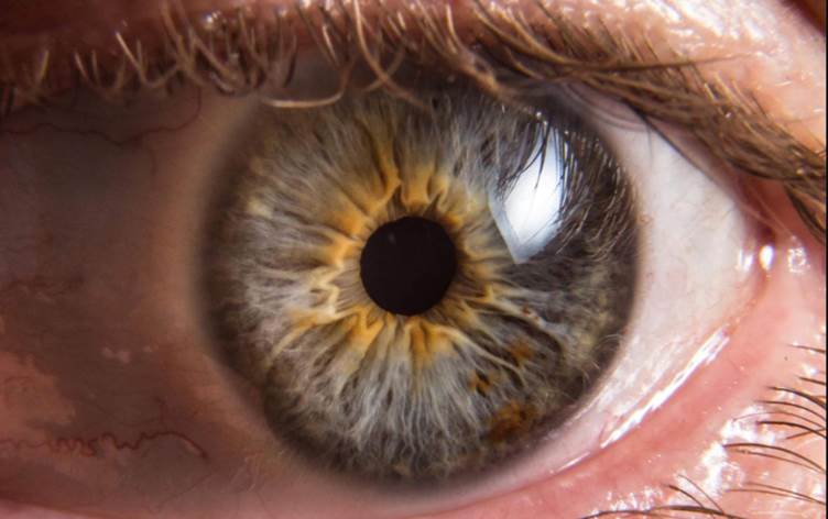 Güney Kore'deki KAIST Üniversitesi'nden araştırmacılar, retina hasarını onarıp görme yetisini kalıcı şekilde geri kazandıran bir ilaç geliştirdi