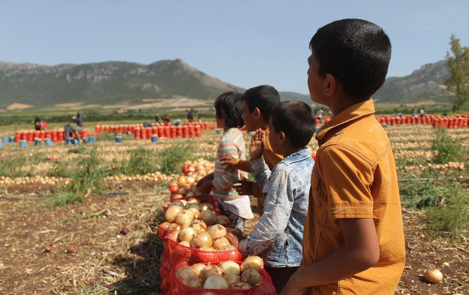 Zarokên ku li nav zeviya çandiniyê kar dikin / Wêne: Volkan Pekal (Evrensel)