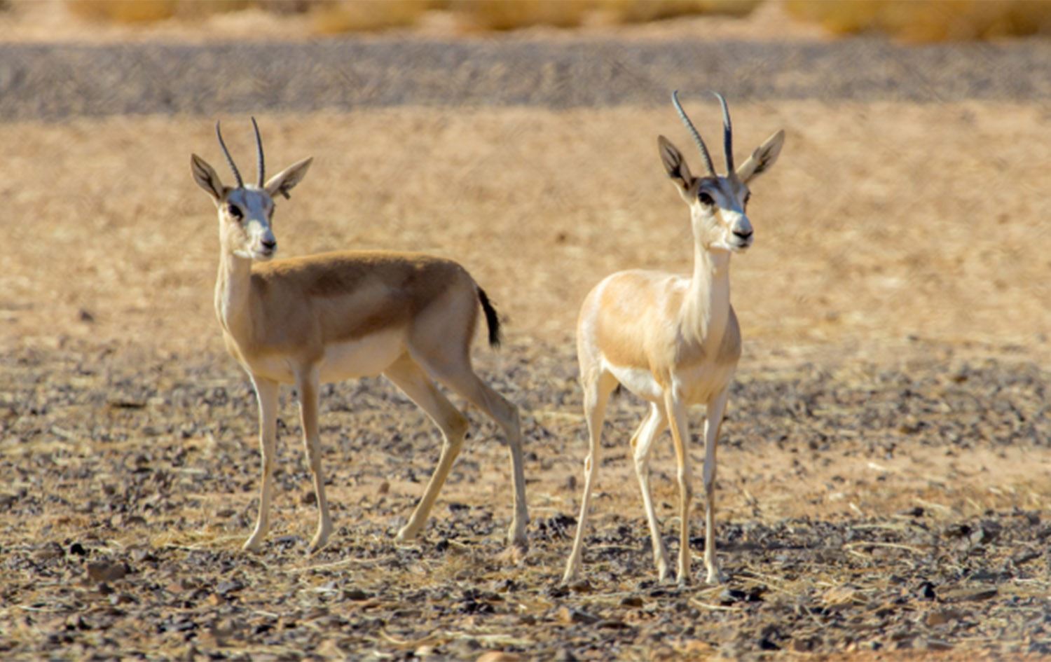 Xezalên Mexmûrê\ Wêne: Arşîv