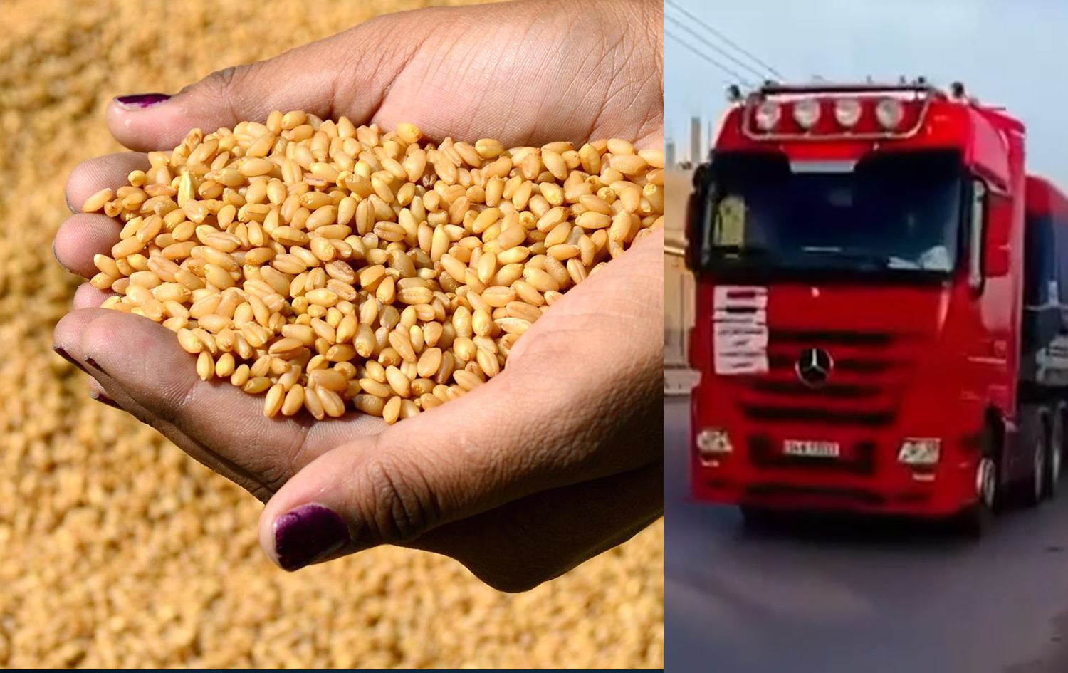 العراق يقدم 250 ألف طن من القمح مساعدات الى سوريا