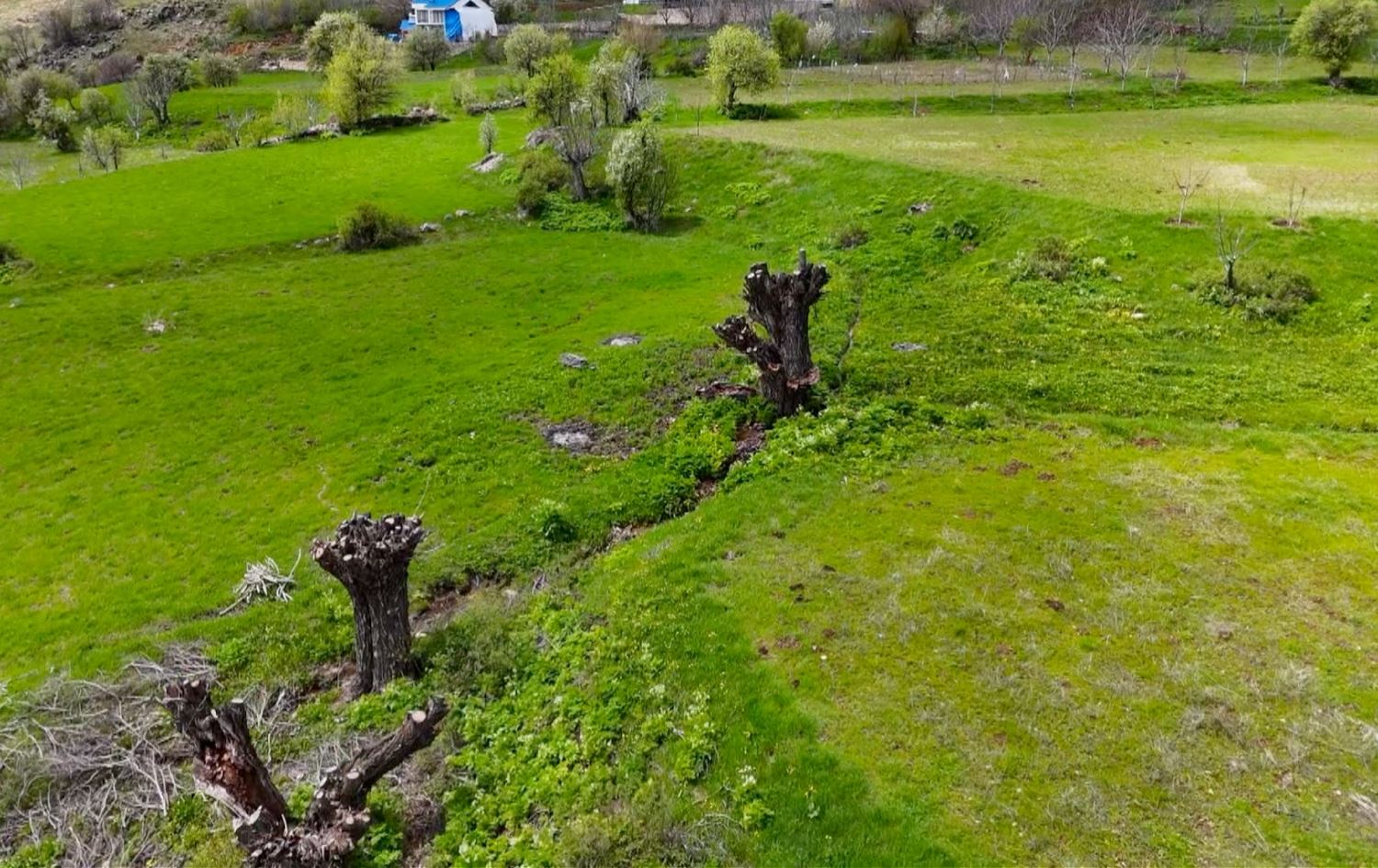 DÊRSIM - Darên gûzan tên birîn, zererê didin xaniyan û gundî di metirsiyê de ne