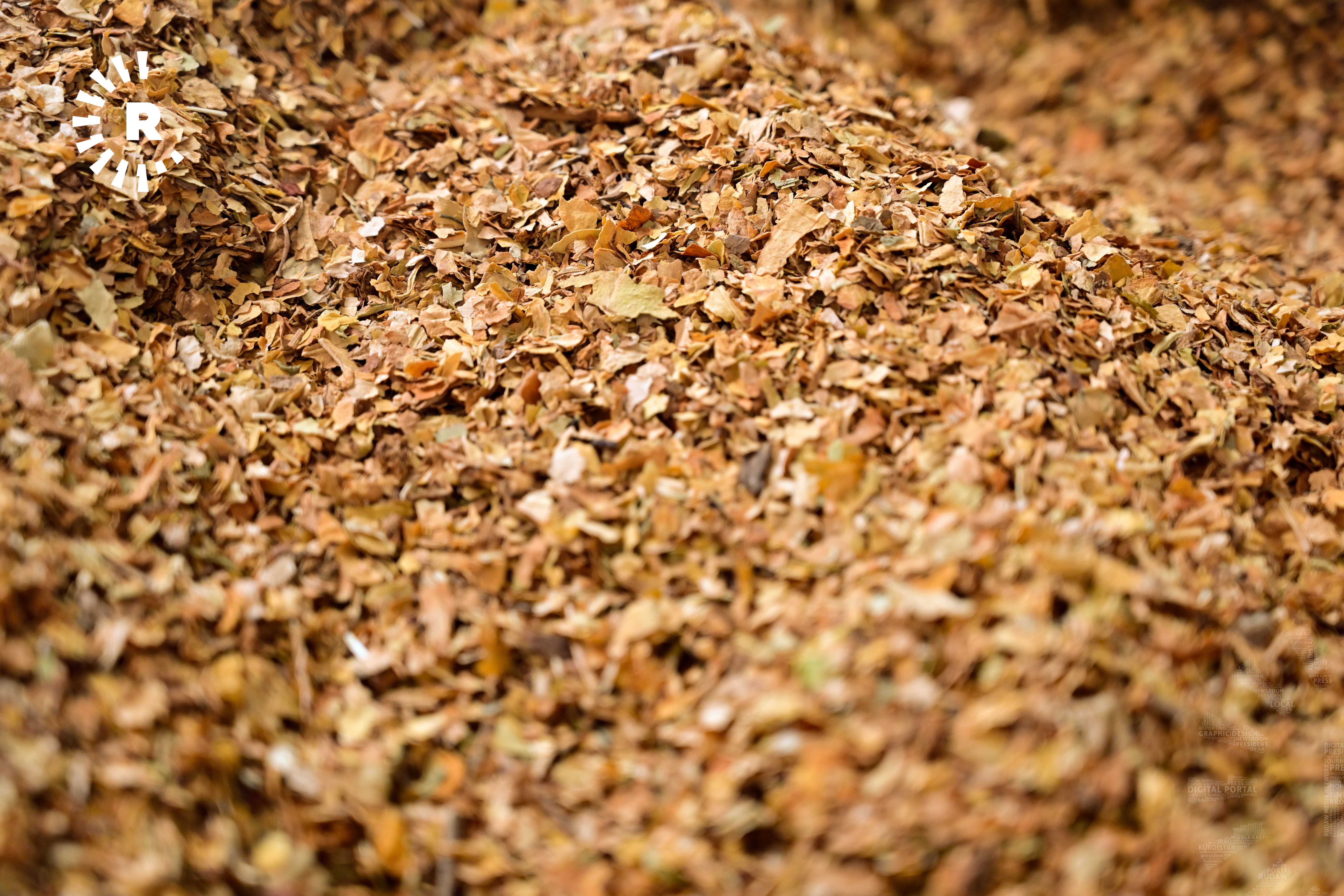 لە عێراق قەرز دەدرێتە ئەوانەی دەستبەرداری چاندنی تووتن دەبن