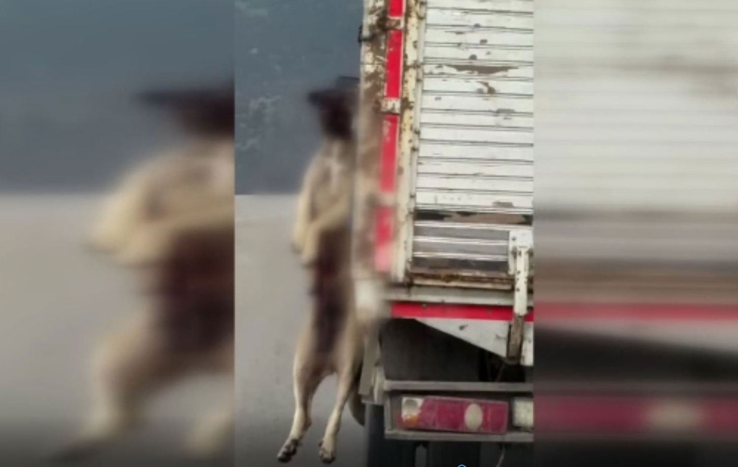  Köpek kamyonetin kasasında sarkmış halde kaldı. / Video alıntısı / AA