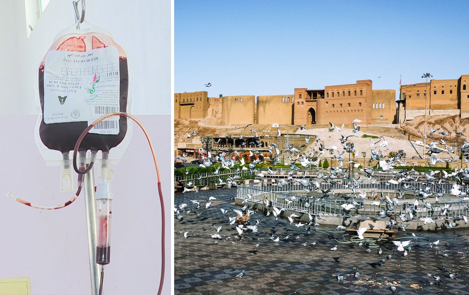 گوتەبێژی کۆمەڵەی تالاسیمیا: ئەمساڵ لە هەولێر 12 بۆ 13 تووشبووی نوێ تۆمار کراون