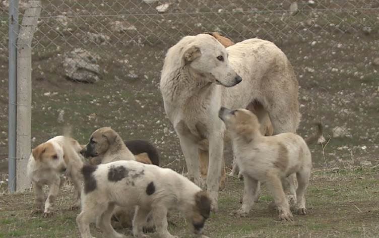 فەرمانگەی ژینگەی هەولێر: رۆژانە 40 بۆ 50 سەگ دەبرێنە پەناگە