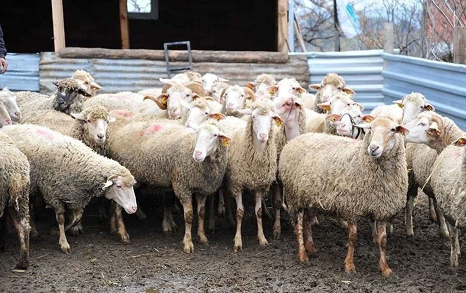 Keriyek mih / Wêne: Arşîv