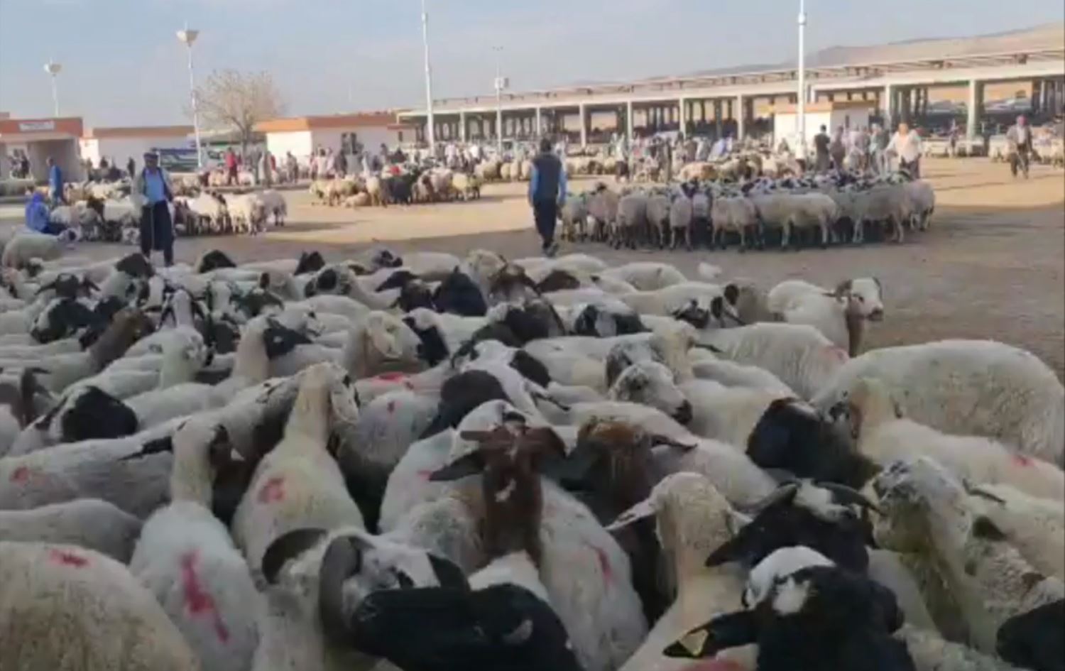 Bazara ajelan / Wêne: Rûdaw