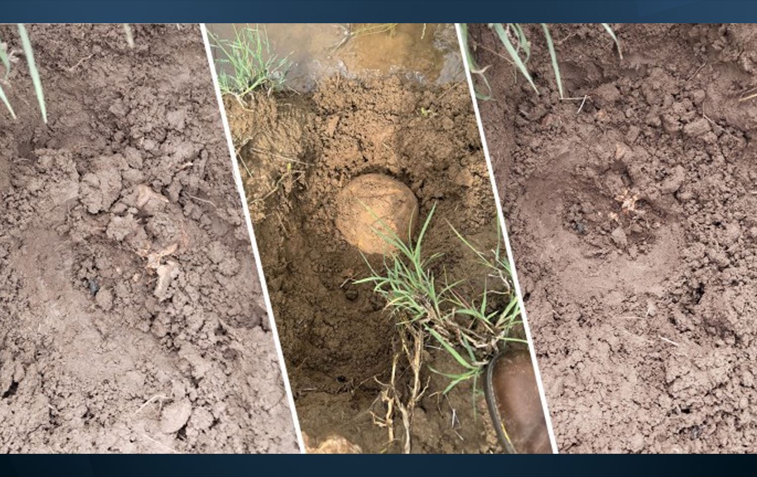 Hestiyên ku hatine dîtin/Wêne: MA