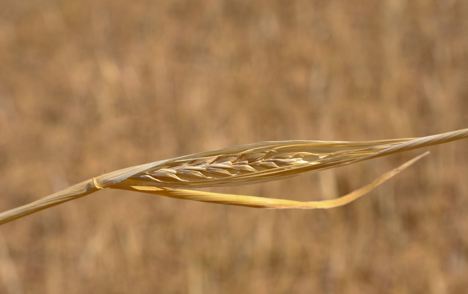 قلة الأمطار تعرّض فلاحي كويسنجق لخسائر مالية تتجاوز 16 مليار دينار