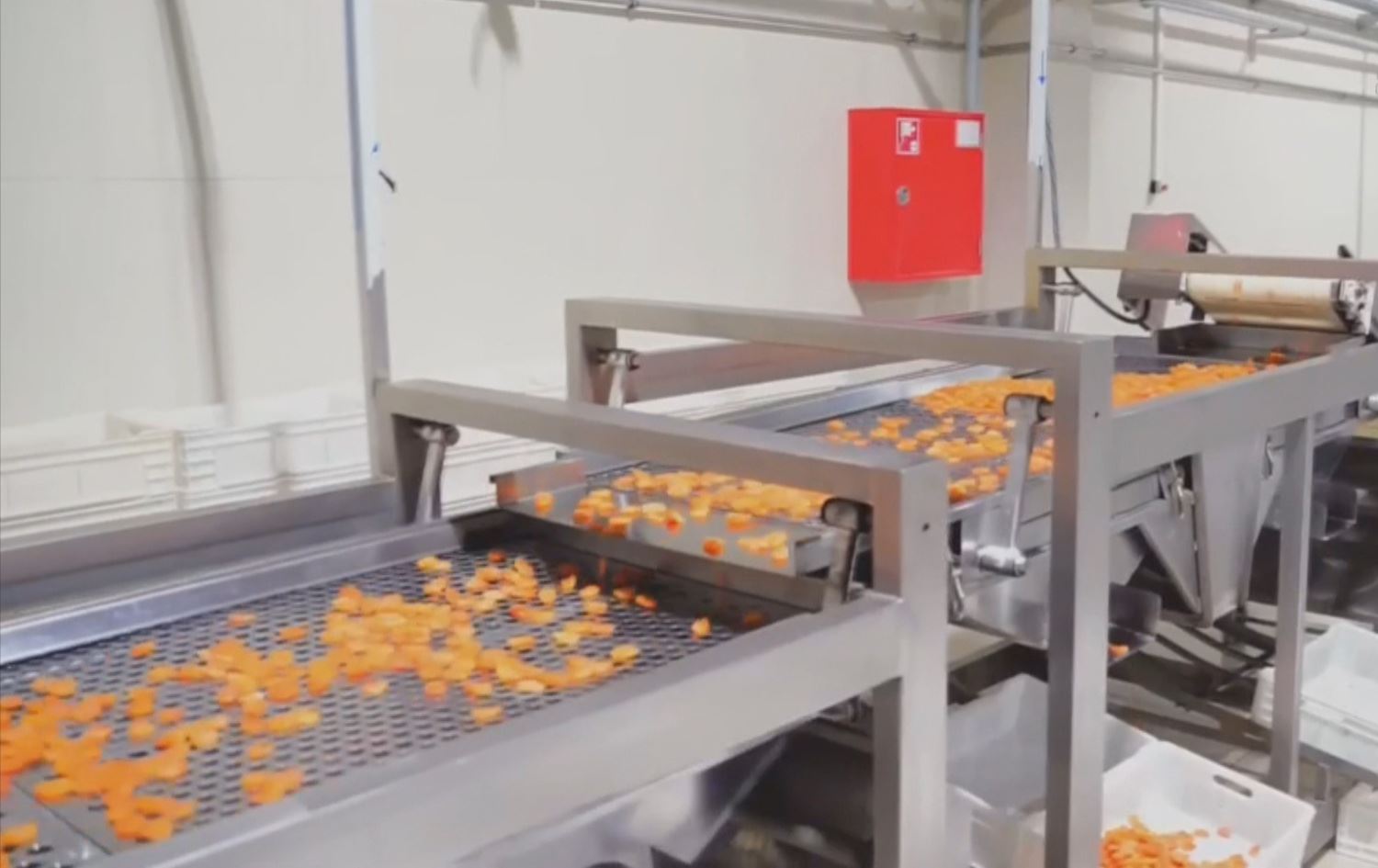 Mişmişên Meletiyê / Wêne: Anka