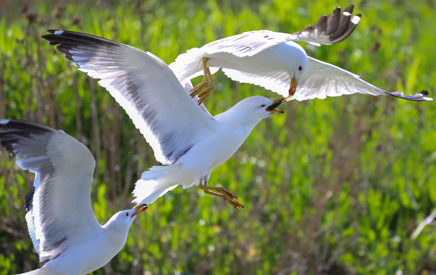Qaqlîbaz masiyan dixwin / Wêne: AA