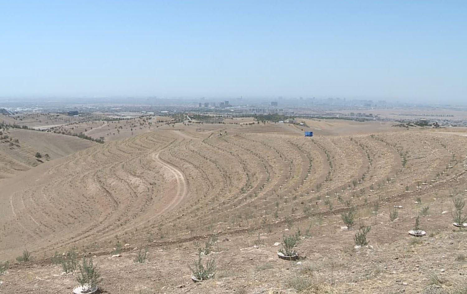 Rwanga Vakfı Erbil’e 20 bin zeytin fidanı dikti. / Foto: Rûdaw