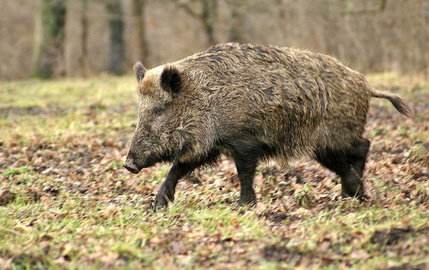 Beraz\ Wêne: Arşîv