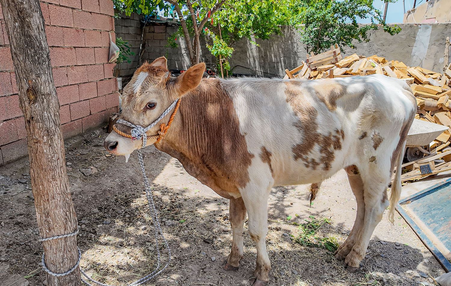 Diyarbakır'ın merkez Sur ilçesinde ahırdan kaçan buzağı yaklaşık 9 ay sonra bulunarak sahibine teslim edildi. / AA