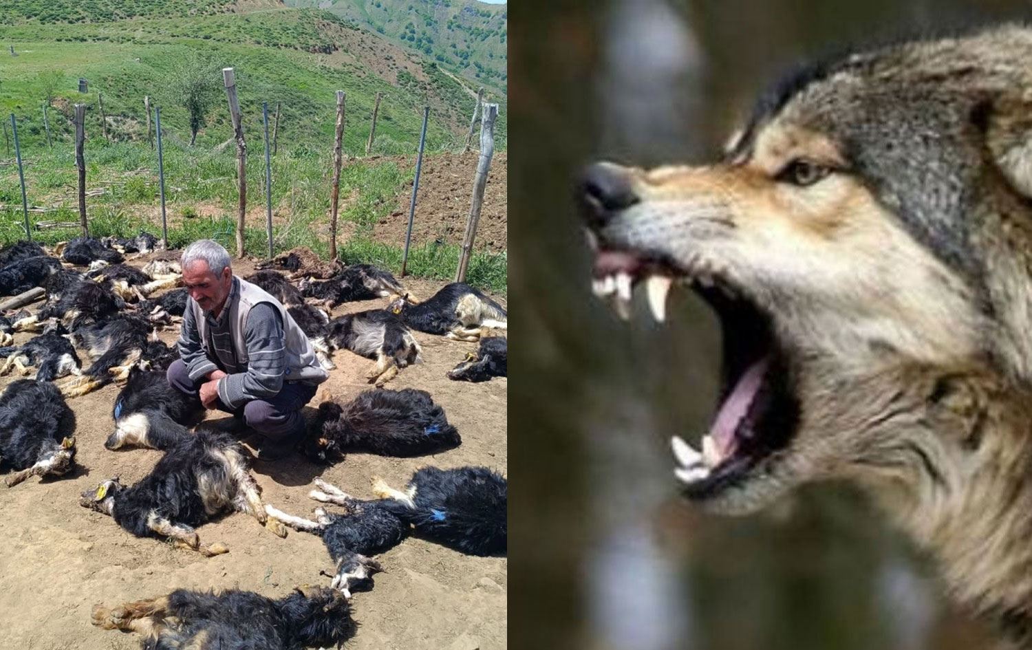 Bizinên ku mirar bûne /Wêne: DHA