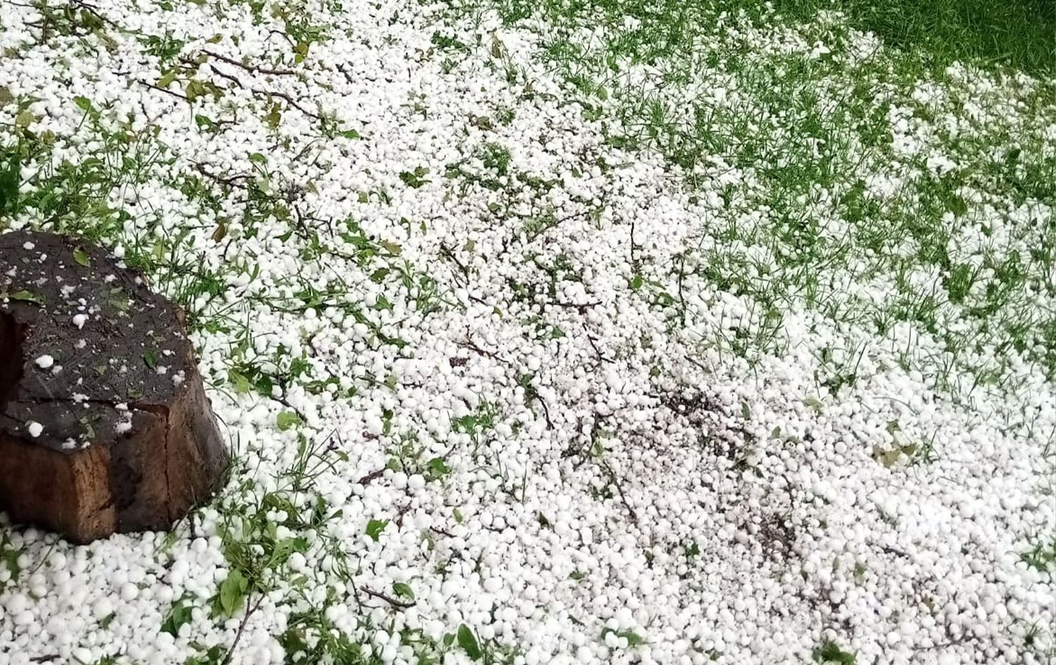 Zîpikên ku li Posofê bariyan Wêne: AA