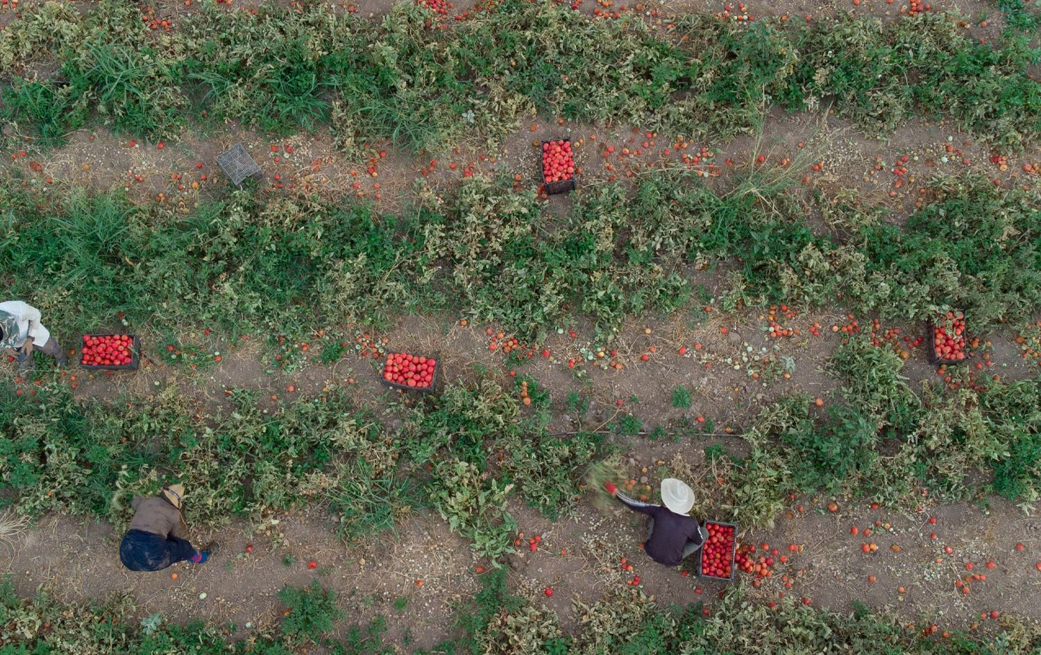 Berhevkirina berhenan\ Wêne: Rûdaw