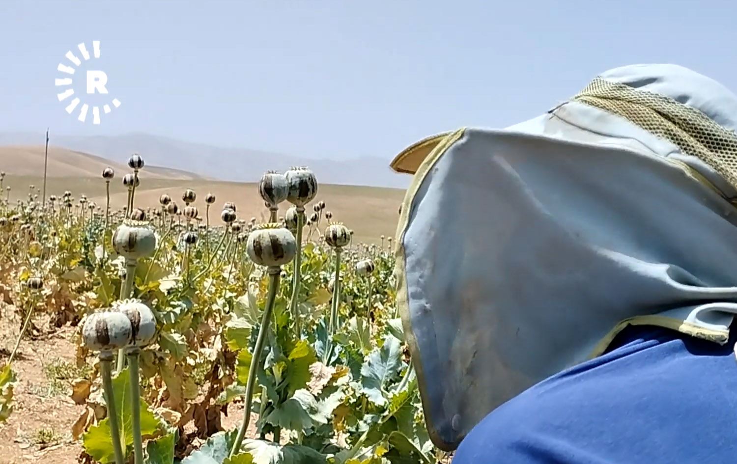 لە دەوروبەری شاری کرماشان خەشخاش دەچێندرێت