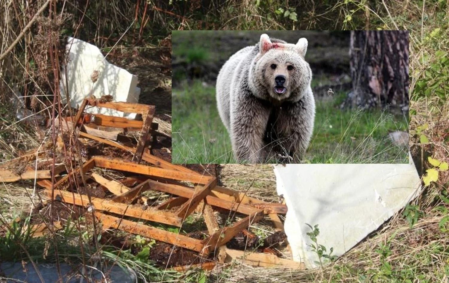 Hirç û  kewarên hingiv / Wêne: Arşîv