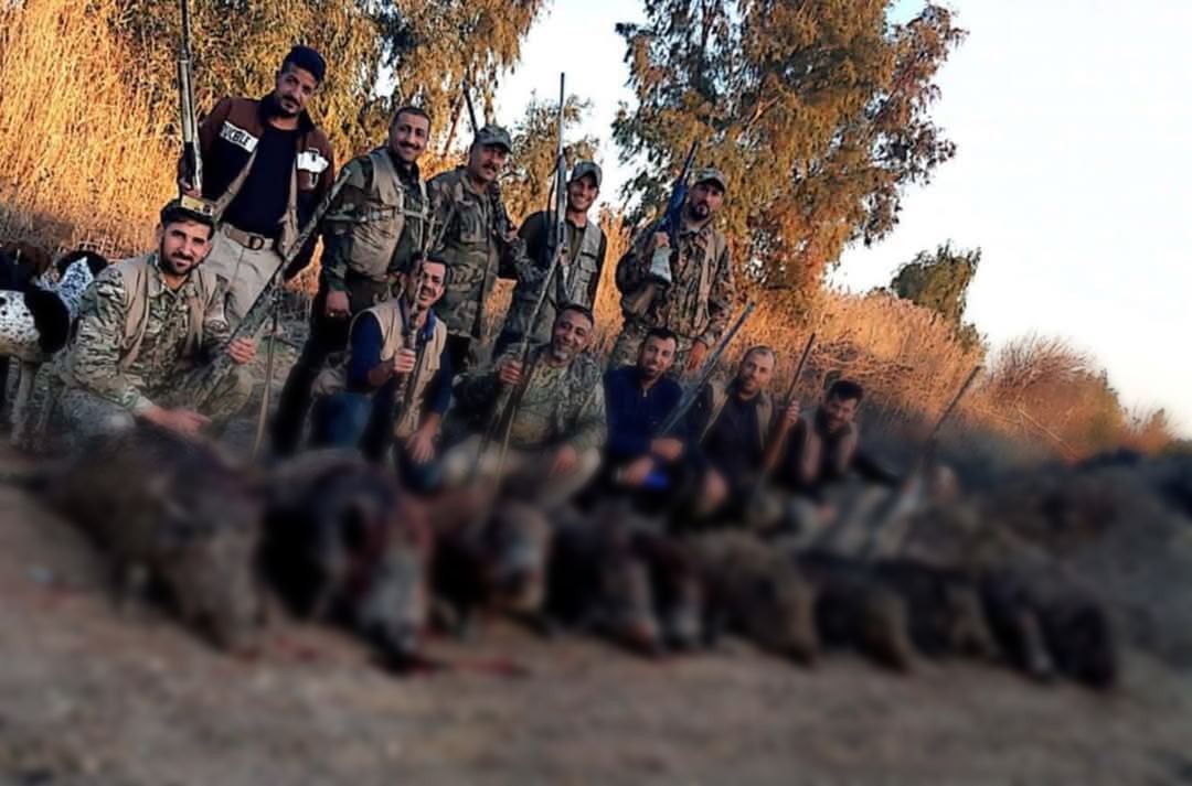 Salahaddin’in Duceyl ilçesinde başlatılan kampanyayla, son üç ayda 500’den fazla yaban domuzu itlaf edildi