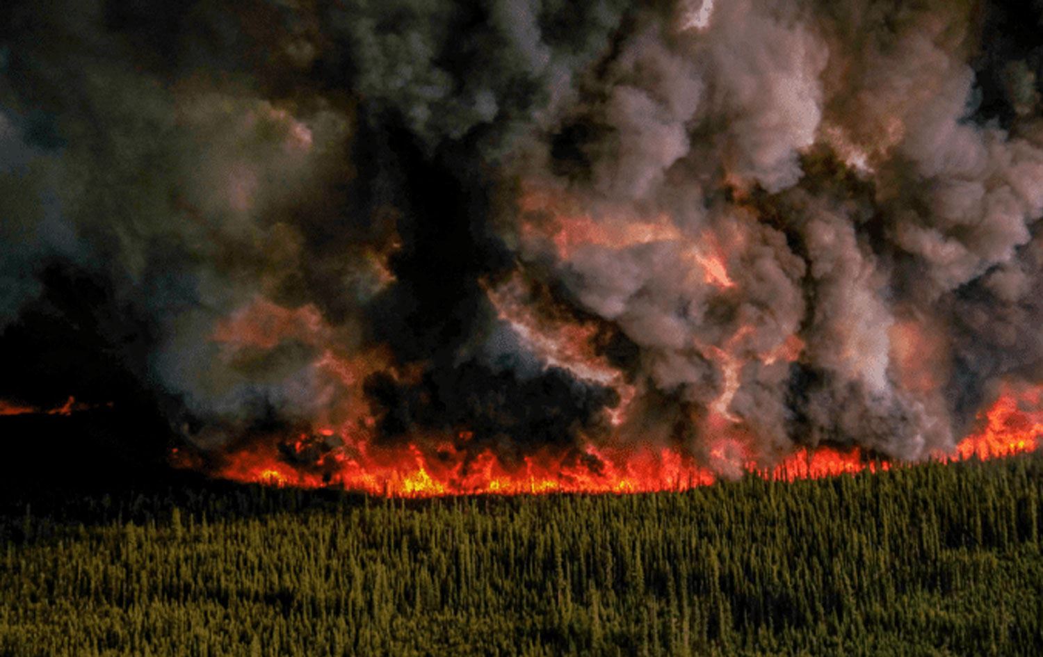 Agir bi daristanê ket / Wêne: AFP