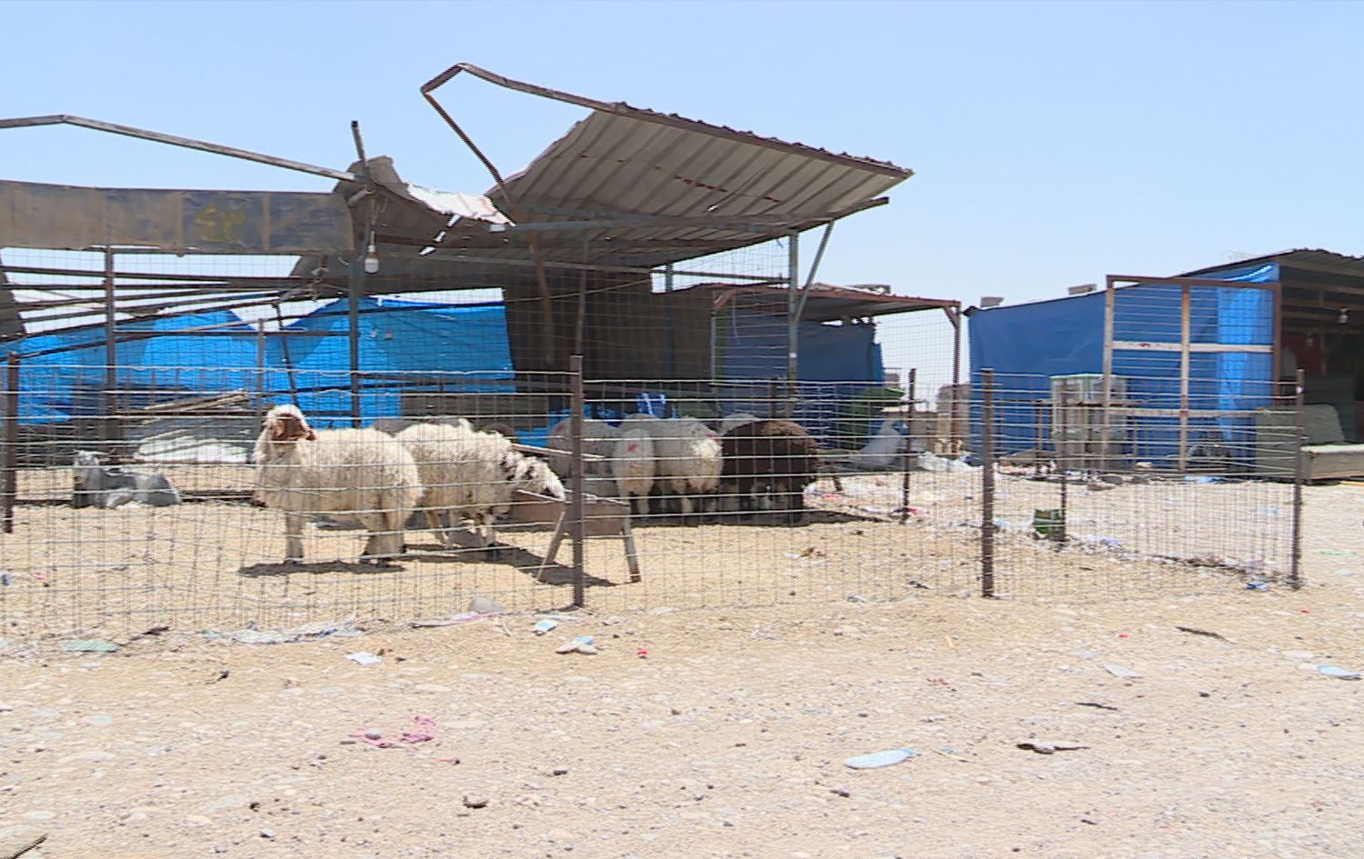 ڤێتێرنەریی راپەڕین: ئێستا لە راپەڕین بەشێکی زۆری ئاژەڵان لە دەرەوەی کوشتارگە سەردەبڕدرێن