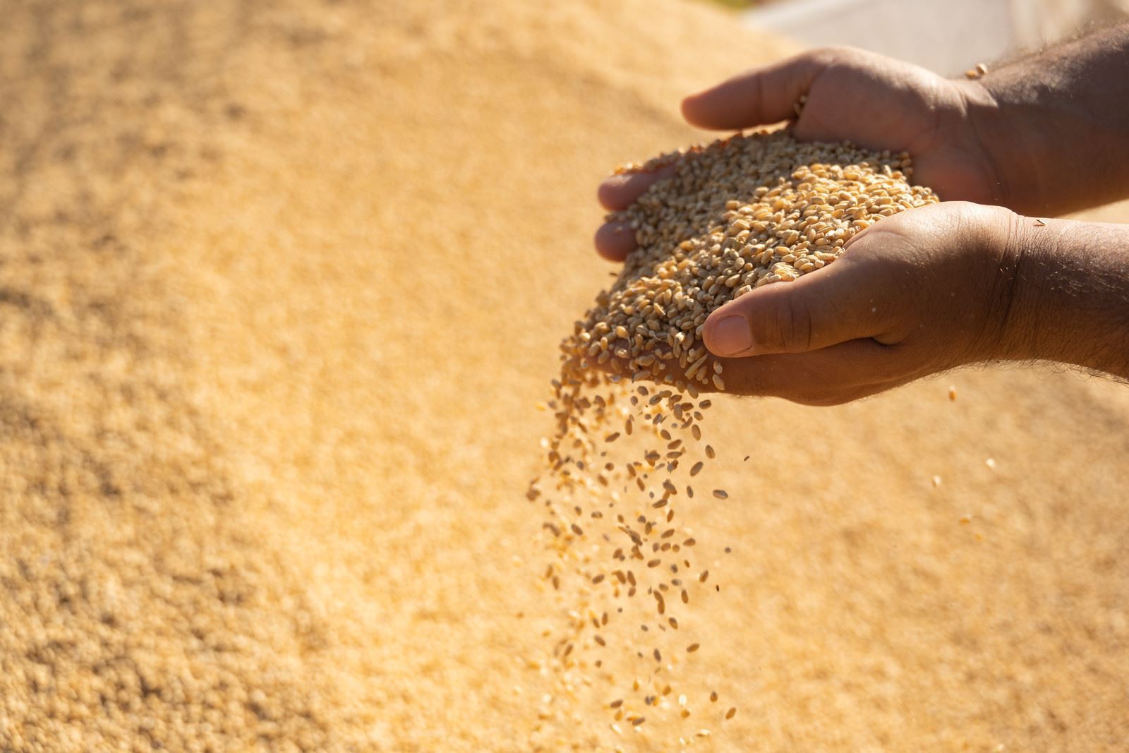 کێشەى گەنمى نەینەوا چارەسەرکرا و بۆ شنگال نووسراوێک دەدرێتە سوودانى