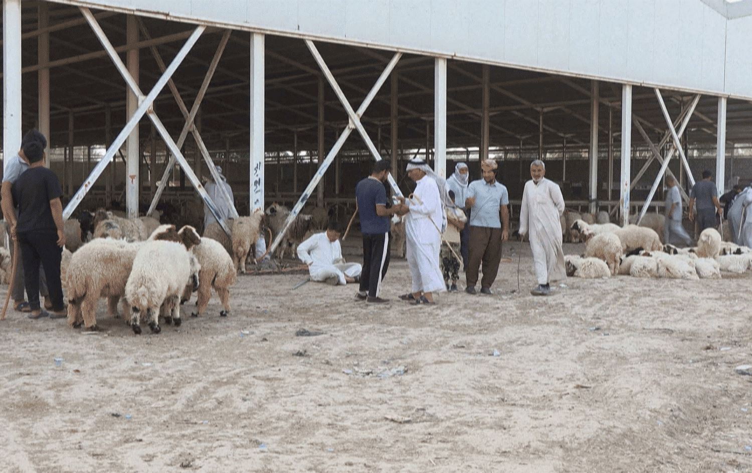 تاى خوێنبەربوون و گرانیى نرخ لە عێراق خواستى لەسەر کڕینى ئاژەڵ کەم کردووەتەوە