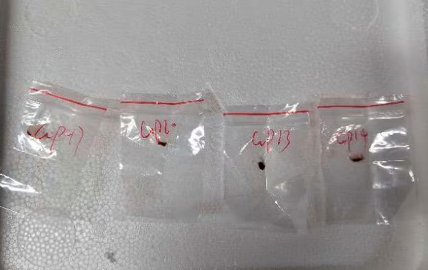 وەزارەتی دادی ئەمریکا دەڵێت، دوو چینی قارچکی ژەهراوییان بە قاچاخ بردووەتە وڵاتەکەیان