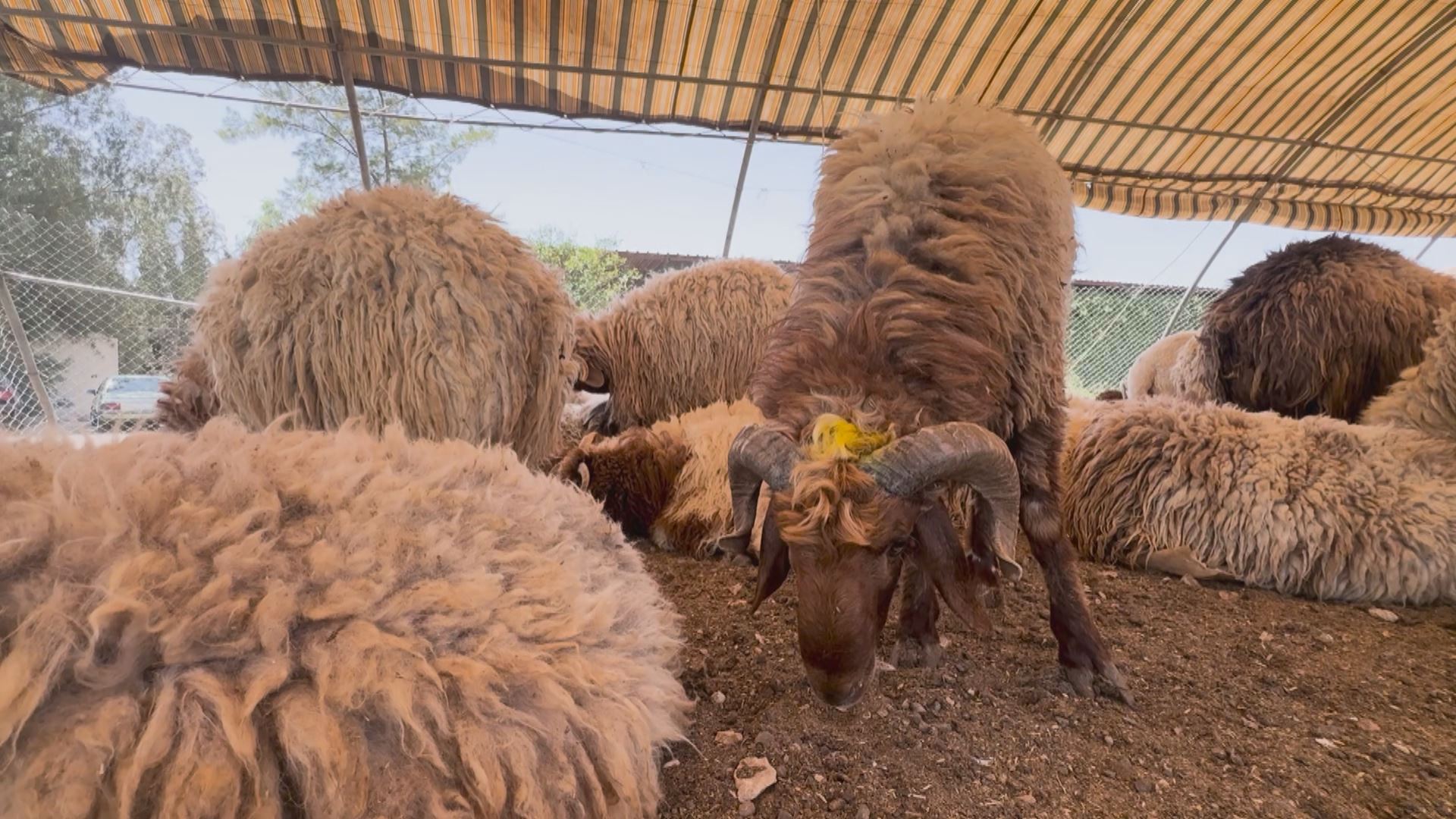 Syrians report more animal sacrifices ahead of Eid