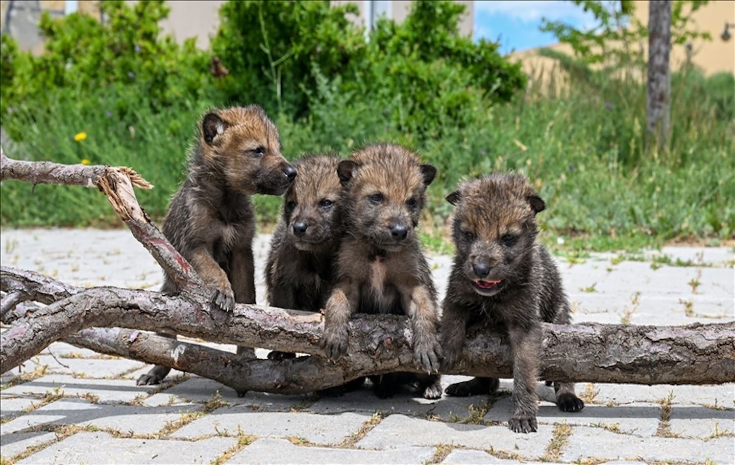Yavru kurtlar koruma altında / Fotoğraf: AA 