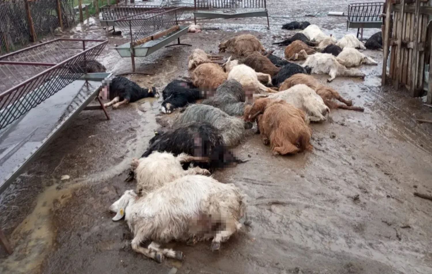 Bizinên ku ji ber brûskê mirar bûne /Wêne: X