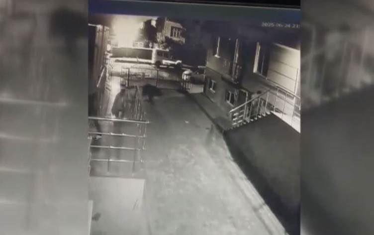 دب يقتحم مجمعاً سكنياً ف