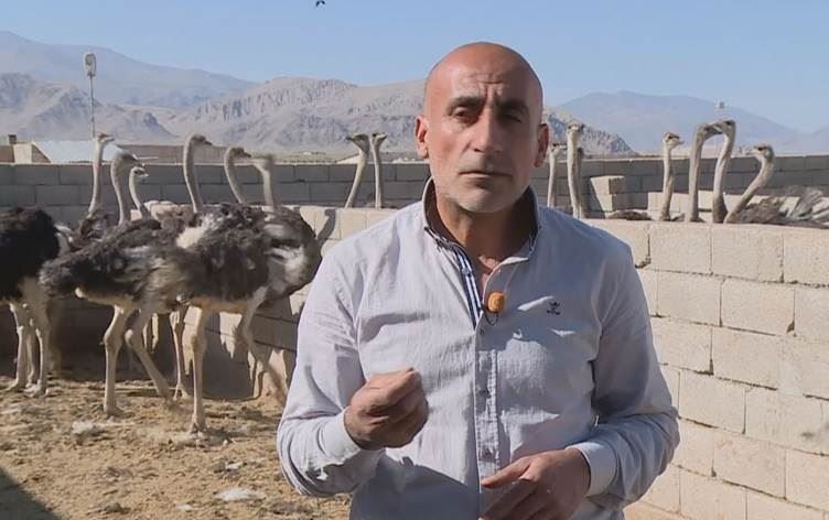 چیرۆکی بەخێوکردنی نەعامە لەلایەن پیاوێکی کوردەوە؛ پێیان گوتووە 'شێت بوویت؟' و هەمووانی سەرسام کرد