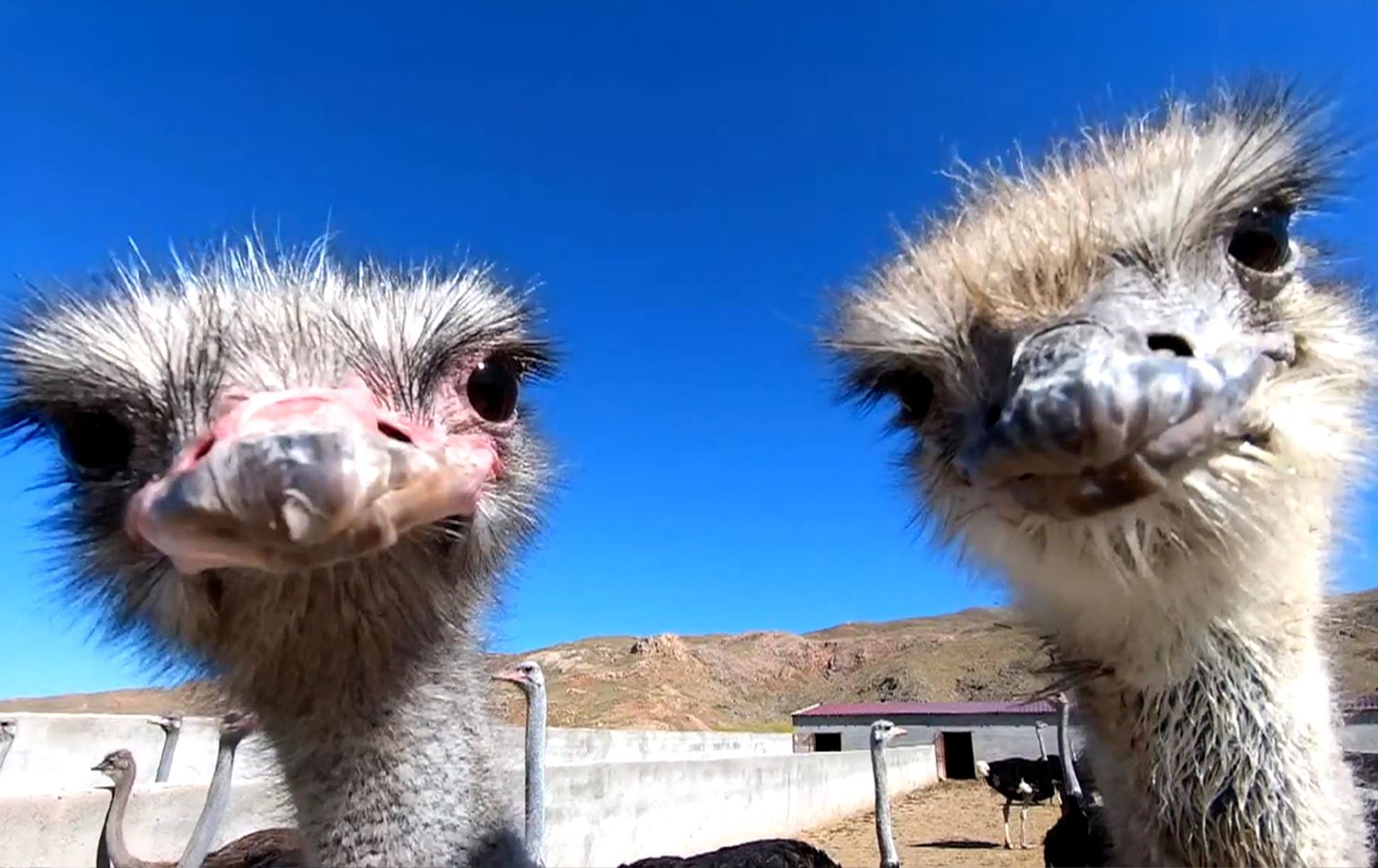 Kurdish farmer defies skeptics with successful ostrich farm