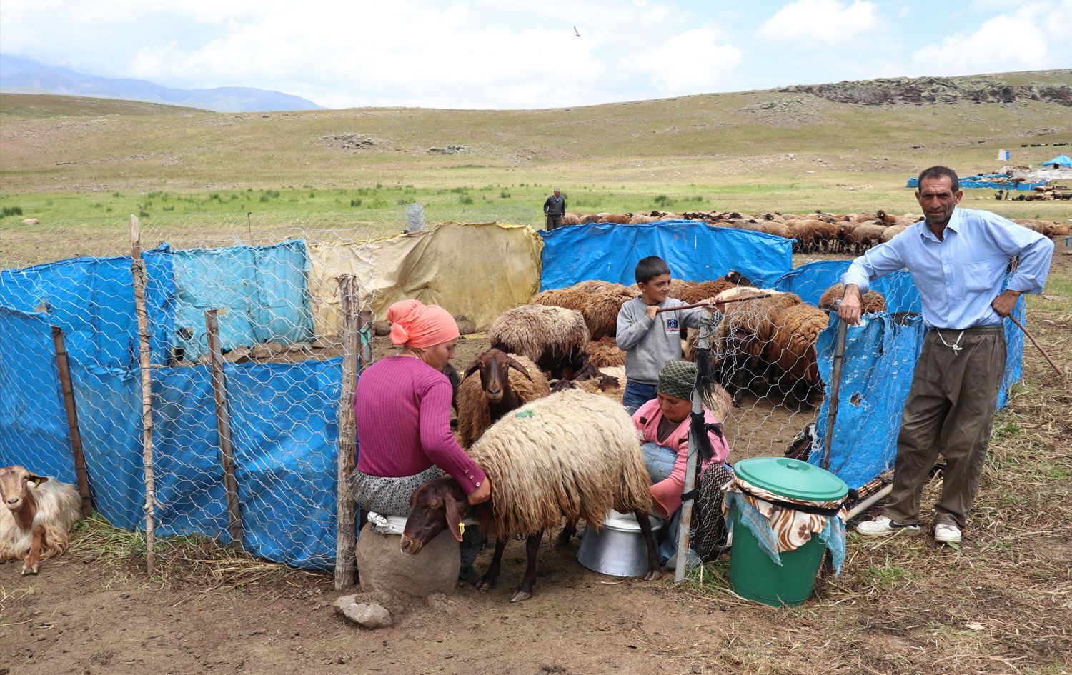 Koçerên li zozanên Agiriyê / Wêne: AA