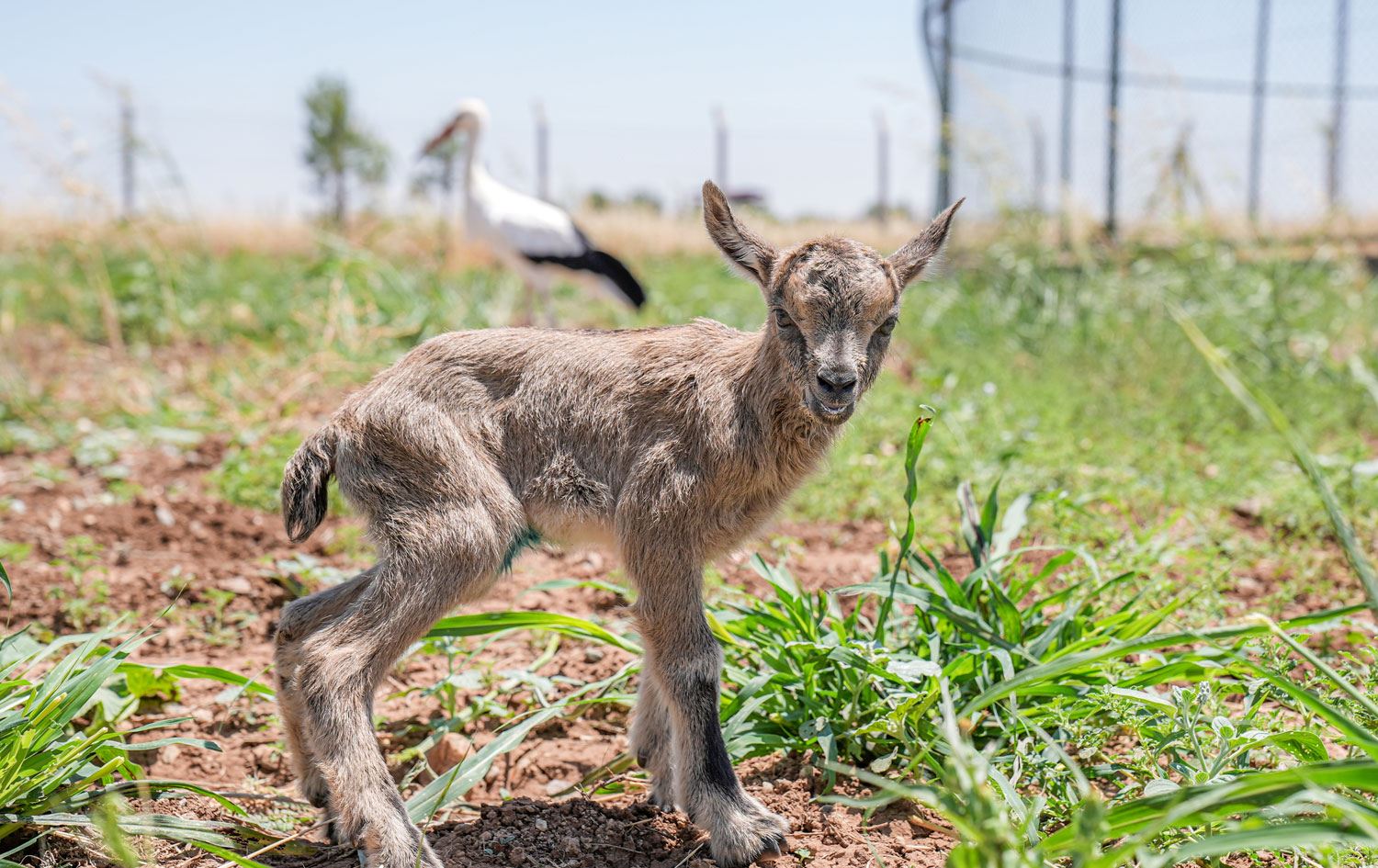Navenda Dermankirin û Rizgarkirina Ajelên Kovî ya Dîcleyê ajelan derman dike / Wêne: AA