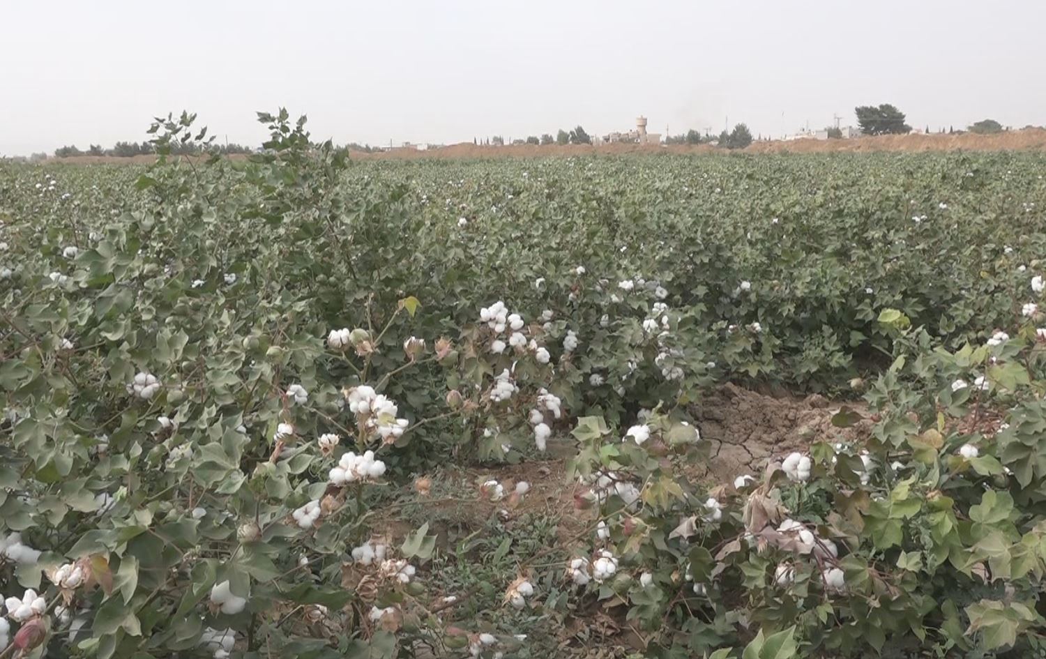 Zeviyekî Pembo \ Wêne: Arşîv