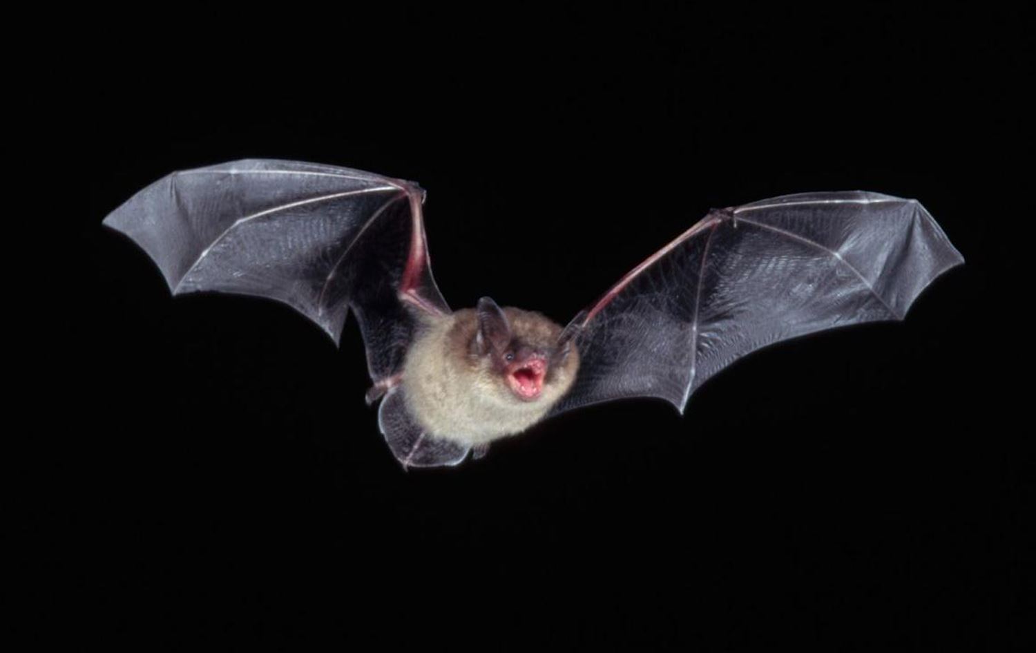 توێژەرانی چین 20 ڤایرۆسی نوێ لەنێو شەمشەمەکوێرەکانی وڵاتەکەیان دەدۆزنەوە