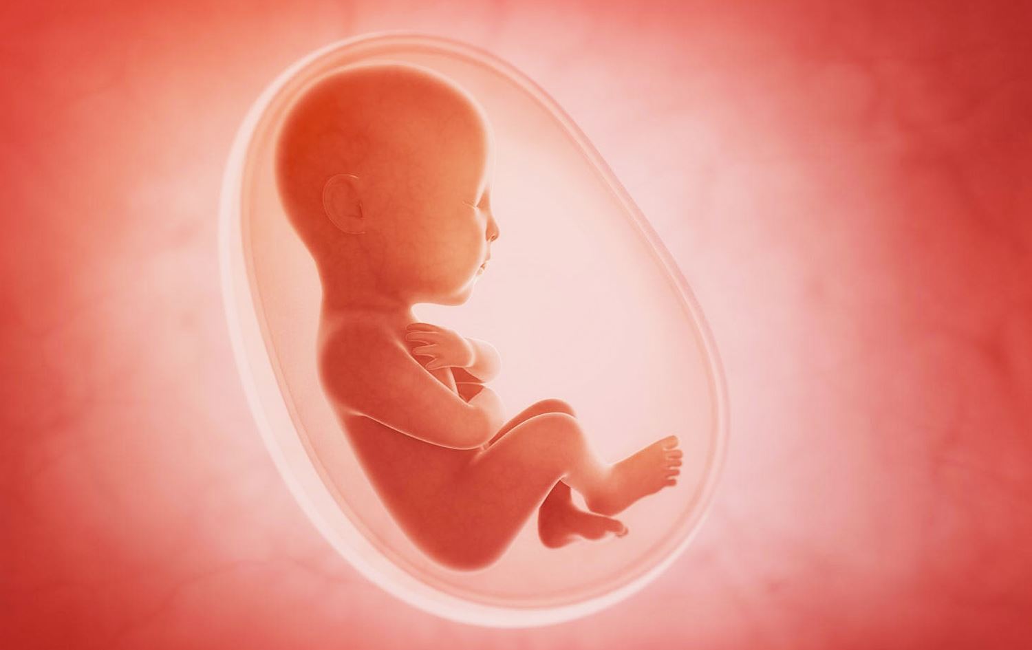 Pitikeke di nava zikê dayîka xwe de / Wêne: Temsîlî