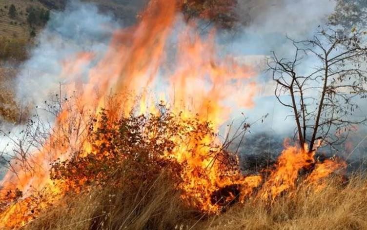 Şewateke Daristanê /Wêne: Arşîv
