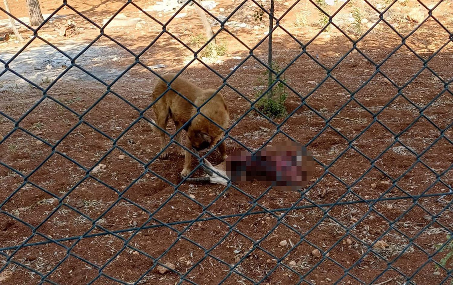 Kûçikên bêxwedî xezalên parastî xwarin /Wêne: Torên civakî