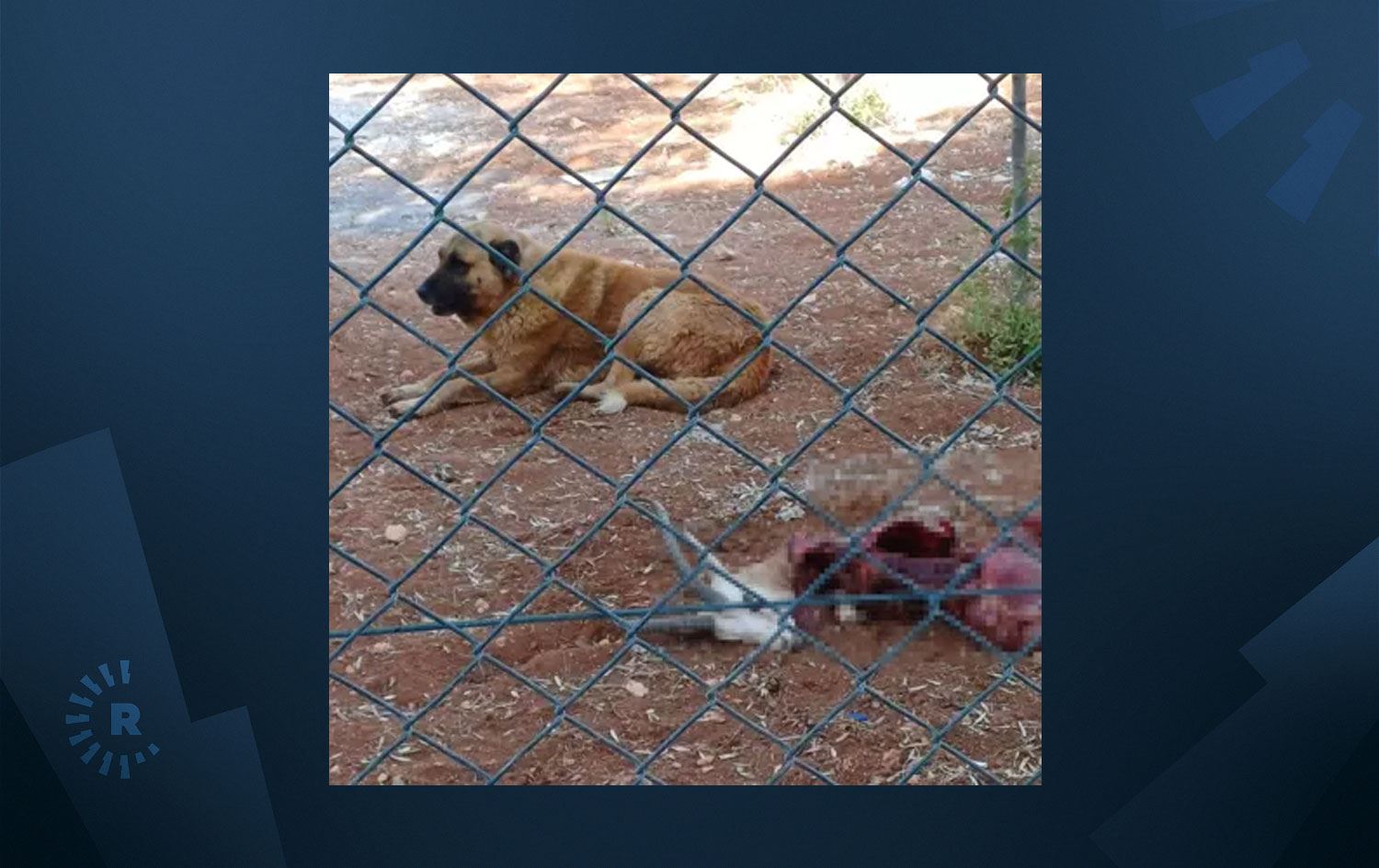 Sahipsiz köpeğin saldırdığı 2 ceylan öldü. / Foto: DHA